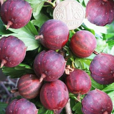 Крыжовник Неслуховский купить саженцы в Крыму