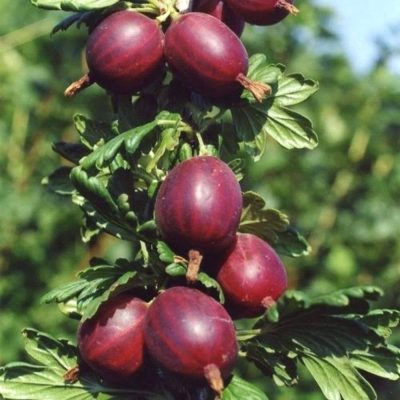 Крыжовник Сириус купить саженцы в Крыму