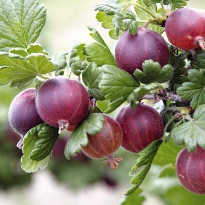 Крыжовник Славный купить саженцы в Крыму