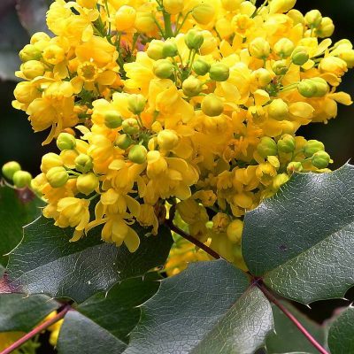 Магония падуболистная купить саженцы в Крыму