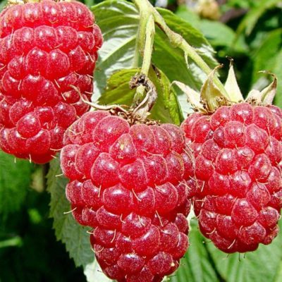 Малина Бриллиантовая купить саженцы в Крыму