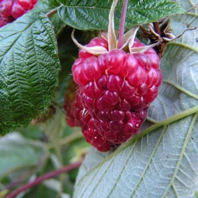 Малина Брянское Чудо купить саженцы в Крыму