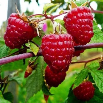 Малина Феномен купить саженцы в Крыму