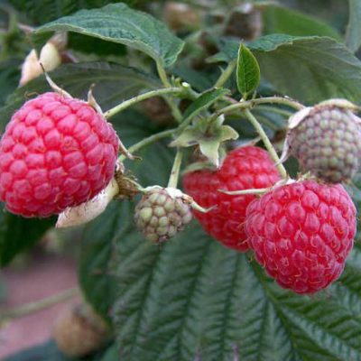 Малина Химбо-Топ купить саженцы в Крыму