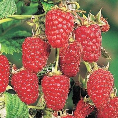 Малина Карамелька купить саженцы цена Крым