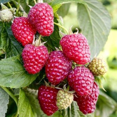 Малина Пингвин купить саженцы в Крыму