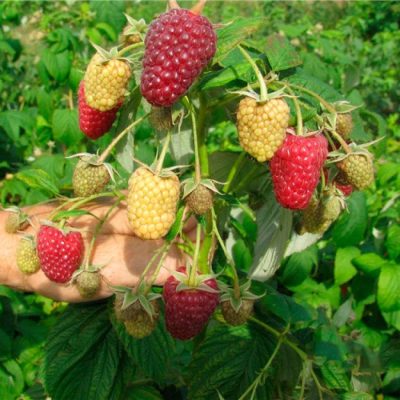 Малина Полка купить саженцы в Крыму