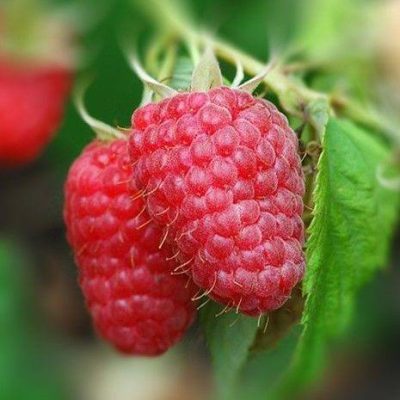 Малина Шапка Мономаха купить саженцы в Крыму