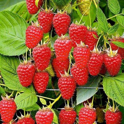 Малина Жар-птица купить саженцы в Крыму