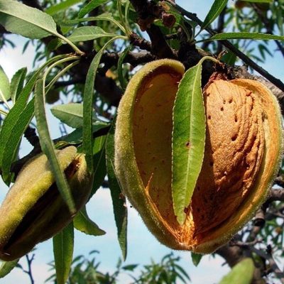 Миндаль Никитский купить саженцы в Крыму цена недорого