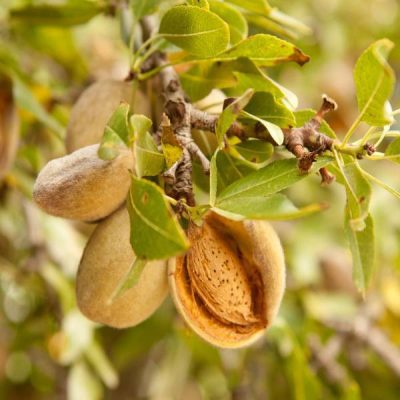 Миндаль Ялтинский купить саженцы в Крыму