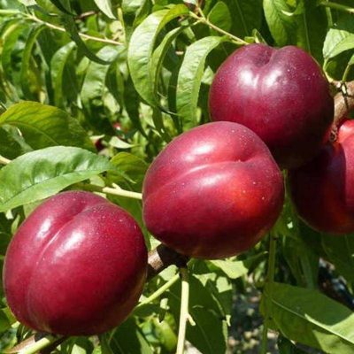 Нектарин Биг Топ купить саженцы в Крыму