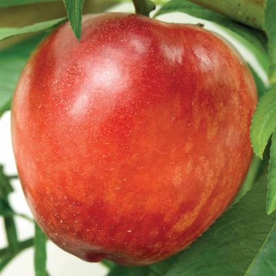 Нектарин Флавор Голд купить саженцы в Крыму