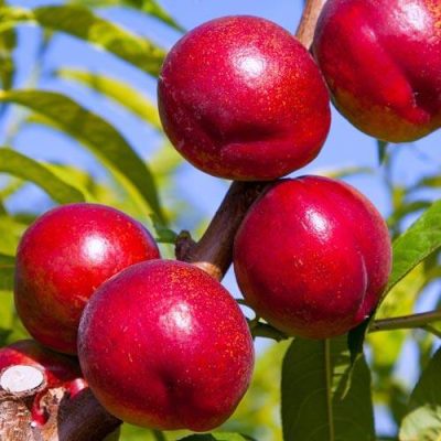 Нектарин Крымчанин купить саженцы в Крыму