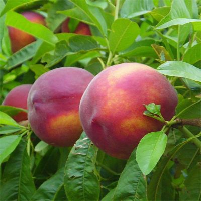 Нектарин Лола купить саженцы в Крыму недорого