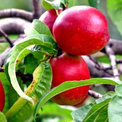 Нектарин Освежающий купить саженцы в Крыму