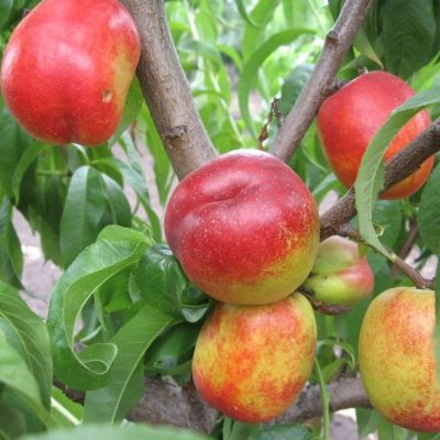 Нектарин Рубиновый 4 купить саженцы в Крыму