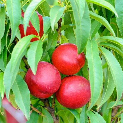 Нектарин Рубиновый 8 купить саженцы в Крыму