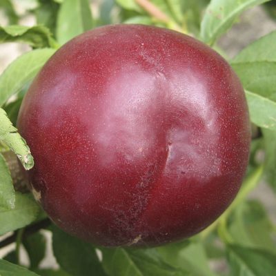 Нектарин Рубиновый 8 купить саженцы в Крму