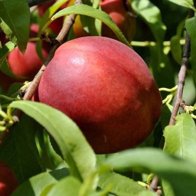 Нектарин Старк Сангло купить саженцы цена в Крыму