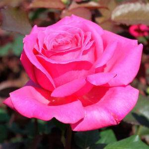Роза чайно-гибридная Атташе купить саженцы в Крыму недорого розы