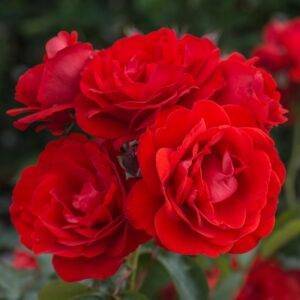 Роза флорибунда Жельторс купить саженцы недорого в Крыму