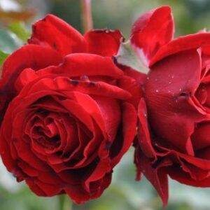 Роза парковая Грандесса купить в Крыму недорого