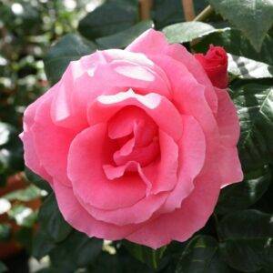 Роза плетистая Лавиния купит в Крыму недорого саженцы роз