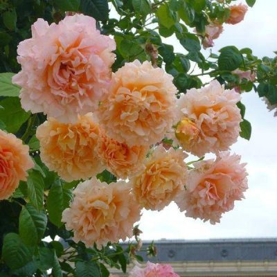 Роза плетистая Полька купить саженцы в Крыму недорого цена