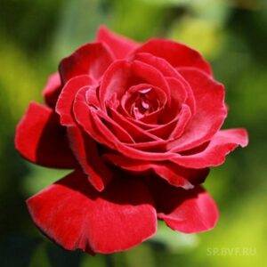 Роза почвопокровная Ред Вельвет купить саженцы в Крыму