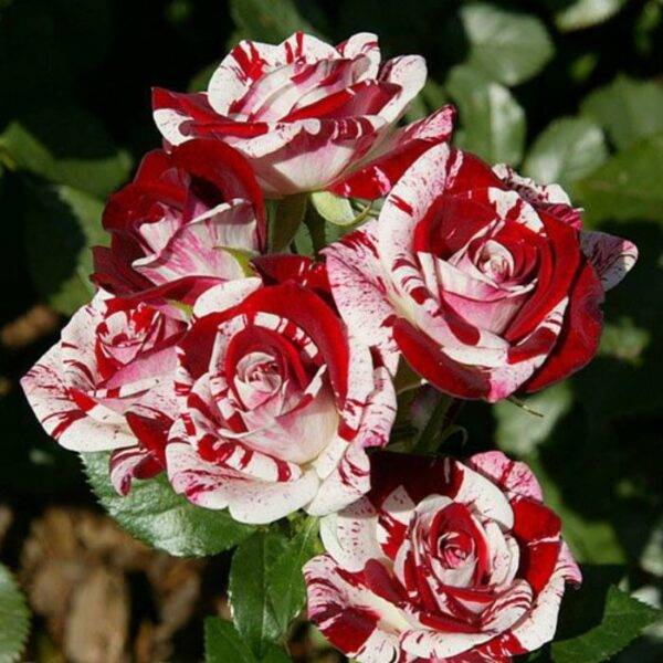 Роза Спрей ФлешНайт купить в Крыму саженцы розы недорого