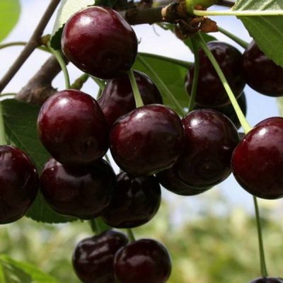 Саженцы Чере вишни продажа в Крыму, цена опт и розница