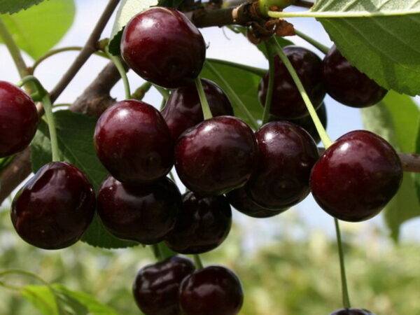 Саженцы Чере вишни продажа в Крыму, цена опт и розница
