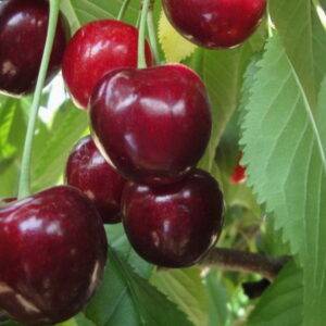 Саженцы Чудо вишни купить по выгодной цене в Крыму, доставка по России