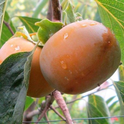 Саженцы Хурмы Говерла купить саженцы в Крыму