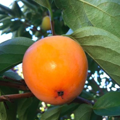 Саженцы Хурмы Хиакуме купить саженцы в Крыму недорого