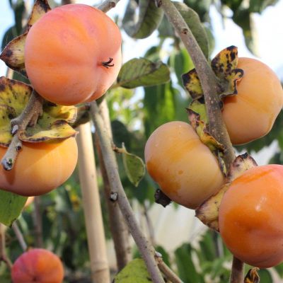 Саженцы Хурмы Мидер купить саженцы в Крыму