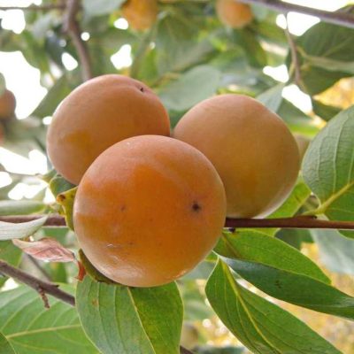 Саженцы Хурмы Никитская бордовая купить саженцы цена в Крыму