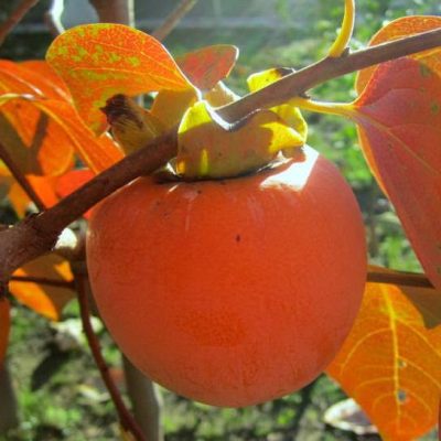 Саженцы Хурмы Роман Кош саженцы в продаже цена недорого