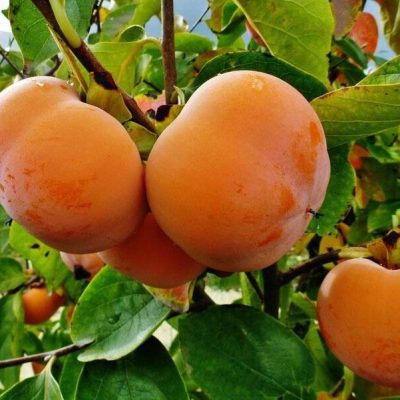 Саженцы Хурмы Россиянка купить в Крыму цена питомника