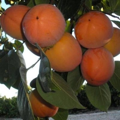 Саженцы Хурмы Спутник купить саженцы в Крыму