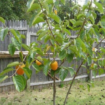 Саженцы Хурмы Восточная купить саженцы в Крыму