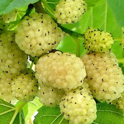 Шелковица Белая Медовая саженцы продаются в Крыму с доставкой по России