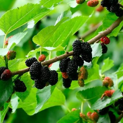 Шелковица Черноплодная купить саженцы в Крыму шелковица цены