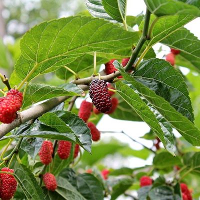 Шелковица Смоленская Розовая купить саженцы в Крыму с доставкой в России, цены опт и розница