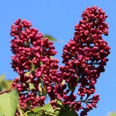 Сирень Красная Москва купить саженцы в Крыму недорого