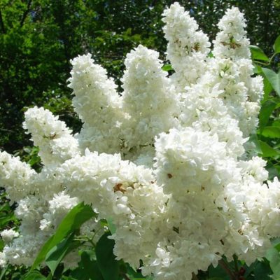 Сирень Персидская Белая купить саженцы в Крыму