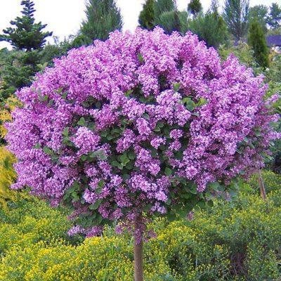 Сирень Штамбовая Сенсация саженцы купить в Крыму