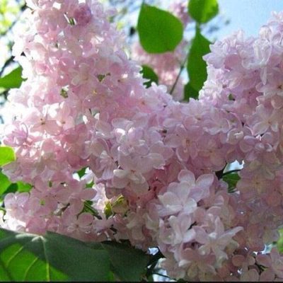 Сирень Жемчужина купить саженцы в Крыму недорого