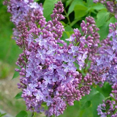 Сирень Зоя Космодемьянская купить саженцы в Крыму